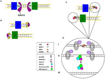 Hematopoietic Stem Cell Transplantation for DNA Double Strand Breakage Repair Disorders